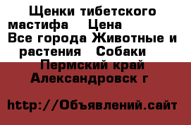Щенки тибетского мастифа. › Цена ­ 30 000 - Все города Животные и растения » Собаки   . Пермский край,Александровск г.